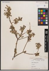 Salix bebbiana Sarg.